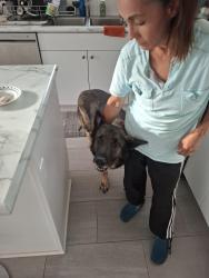 Found/Stray Male Dog last seen 11th and College St, Cañon City, CO 81212