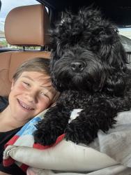 Reunited Female Dog last seen Olympia Trace Cir, Fort Worth, TX 76244