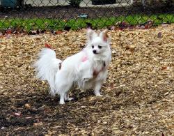 Lost Female Dog last seen Seneca Regional Park, Great Falls, VA 22066