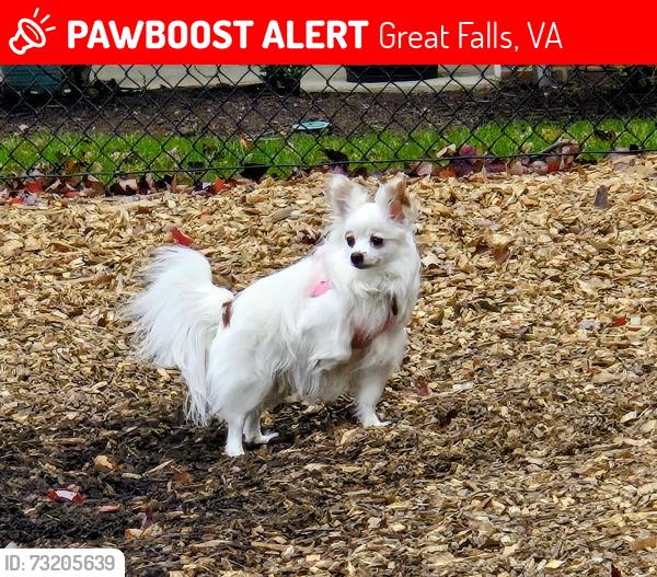 Lost Female Dog last seen Seneca Regional Park, Great Falls, VA 22066