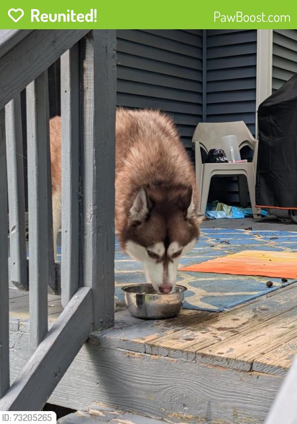 Reunited Unknown Dog last seen Comet road, Dancer road, Henrico County, VA 23294