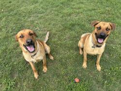 Lost Male Dog last seen Chaparral Rd/Turnbo Ranch, Killeen, TX 76542
