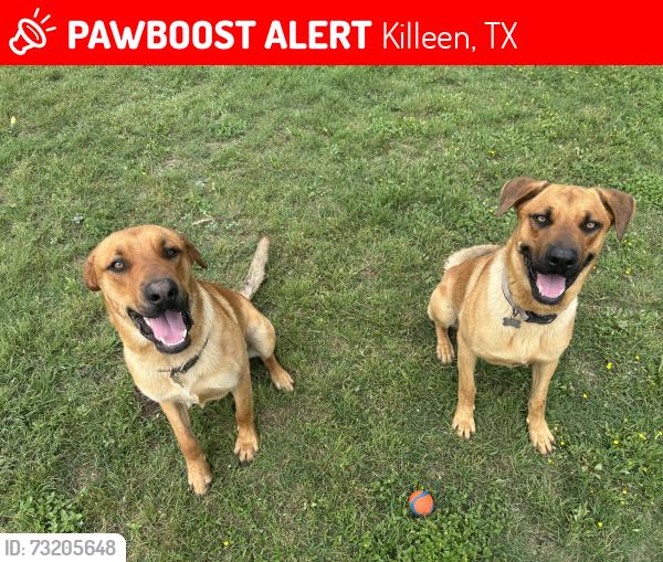 Lost Male Dog last seen Chaparral Rd/Turnbo Ranch, Killeen, TX 76542