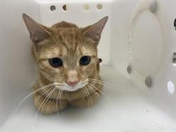 Shelter Stray Female Cat last seen Near BLOCK W LOCUST, 3839 W Burnham St, West Milwaukee, WI 53215, USA