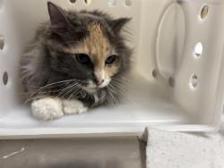 Shelter Stray Female Cat last seen Near BLOCK N 73RD, 3839 W Burnham St, West Milwaukee, WI 53215, USA