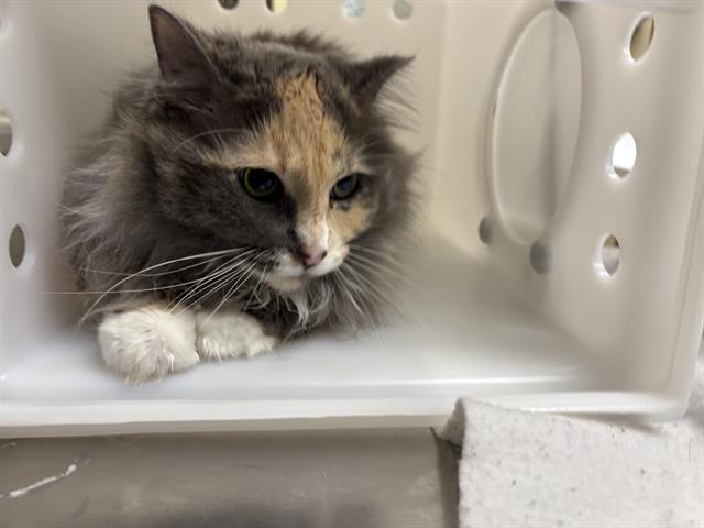 Shelter Stray Female Cat last seen Near BLOCK N 73RD, 3839 W Burnham St, West Milwaukee, WI 53215, USA