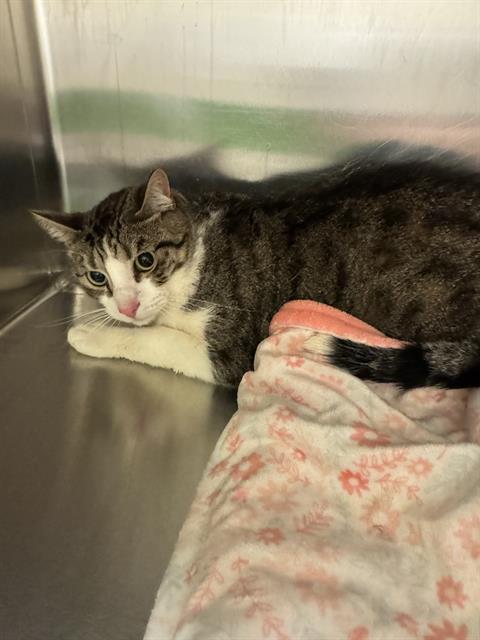 Shelter Stray Unknown Cat last seen Near BLOCK W 3500, 4522 W 3500 S, West Valley City, UT 84120, USA