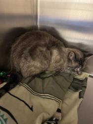 Shelter Stray Unknown Cat last seen Near BLOCK W 3500, 4522 W 3500 S, West Valley City, UT 84120, USA