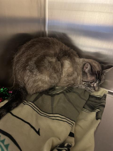 Shelter Stray Unknown Cat last seen Near BLOCK W 3500, 4522 W 3500 S, West Valley City, UT 84120, USA