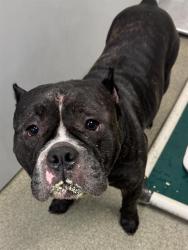 Shelter Stray Male Dog last seen Near BLOCK W LEHI DR, 4522 W 3500 S, West Valley City, UT 84120, USA