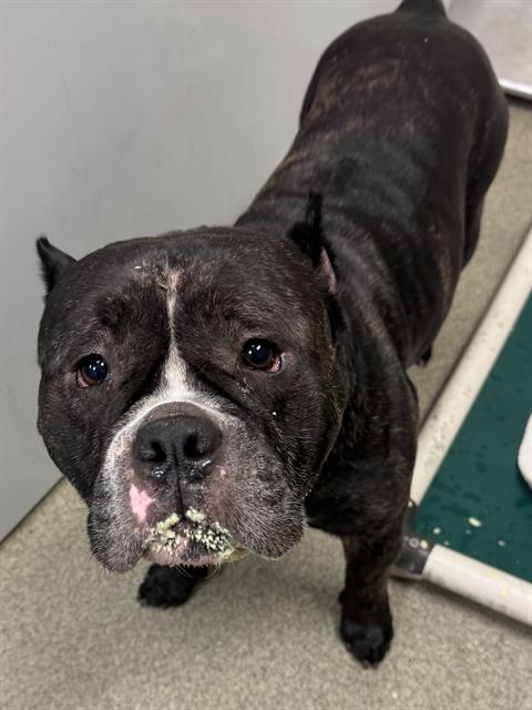 Shelter Stray Male Dog last seen Near BLOCK W LEHI DR, 4522 W 3500 S, West Valley City, UT 84120, USA