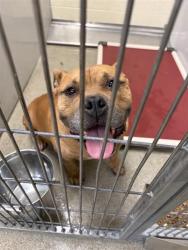 Shelter Stray Male Dog last seen Near BLOCK S BRANDY WINE, TAYLORSVILLE UT 84129, 4522 W 3500 S, West Valley City, UT 84120, USA