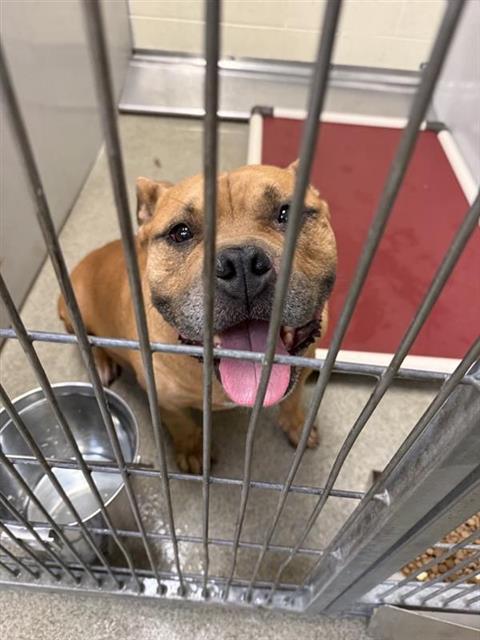 Shelter Stray Male Dog last seen Near BLOCK S BRANDY WINE, TAYLORSVILLE UT 84129, 4522 W 3500 S, West Valley City, UT 84120, USA