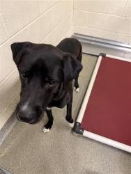 Shelter Stray Male Dog last seen Near BLOCK W SHELLEY AVE WEST VALLEY, 4522 W 3500 S, West Valley City, UT 84120, USA