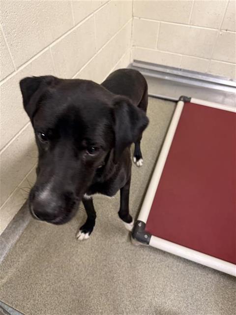 Shelter Stray Male Dog last seen Near BLOCK W SHELLEY AVE WEST VALLEY, 4522 W 3500 S, West Valley City, UT 84120, USA