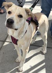 Shelter Stray Male Dog last seen Near BLOCK E BLCK OSGOOD ST, LONG BEACH, CA, 90805, 7700 E Spring St, Long Beach, CA 90815, USA