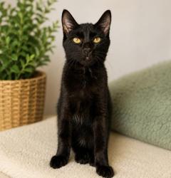 Shelter Stray Male Cat last seen , 3201 Lacy St, Los Angeles, CA 90031, USA
