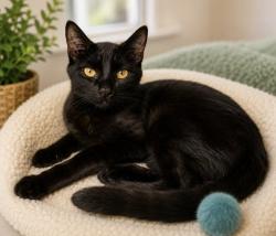 Shelter Stray Male Cat last seen , 3201 Lacy St, Los Angeles, CA 90031, USA