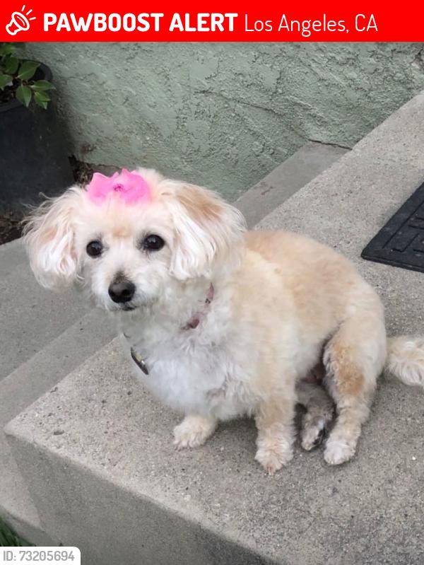 Lost Female Dog last seen Lindley Ave and Saticoy, Los Angeles, CA 91335