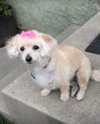 Lost Female Dog last seen Lindley Ave and Saticoy, Los Angeles, CA 91335