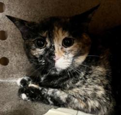 Shelter Stray Female Cat last seen , West Valley Animal Shelter, 20655 Plummer St, Chatsworth, CA 91311, USA