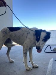 Shelter Stray Female Dog last seen Near BLOCK BUENA VISTA ST, TAFT CA 93268, 3951 Fruitvale Ave, Bakersfield, CA 93308, USA