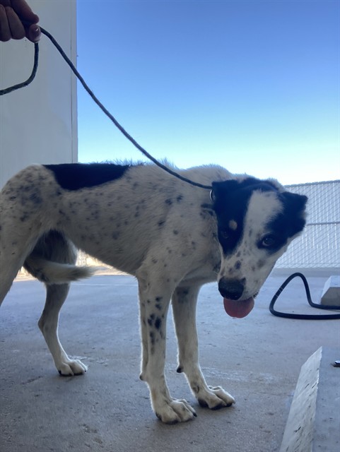 Shelter Stray Female Dog last seen Near BLOCK BUENA VISTA ST, TAFT CA 93268, 3951 Fruitvale Ave, Bakersfield, CA 93308, USA