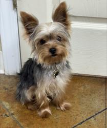 Reunited Male Dog last seen Howells Ferry Rd, Semmes, AL 36575