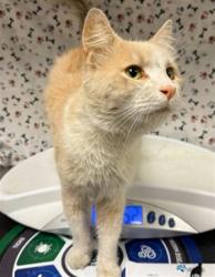 Shelter Stray Male Cat last seen TYLER ST/ INDIANA AVE, RIVERSIDE, 6851 Van Buren Boulevard, Jurupa Valley, CA 92509, USA