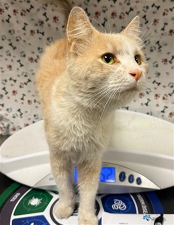 Shelter Stray Male Cat last seen TYLER ST/ INDIANA AVE, RIVERSIDE, 6851 Van Buren Boulevard, Jurupa Valley, CA 92509, USA