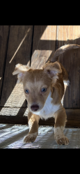 Reunited Male Dog last seen Springhill church road Knoxville ga, Crawford County, GA 31050