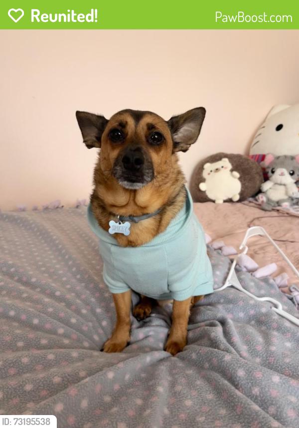 Reunited Male Dog last seen 16th street, mission, San Francisco, CA 94152