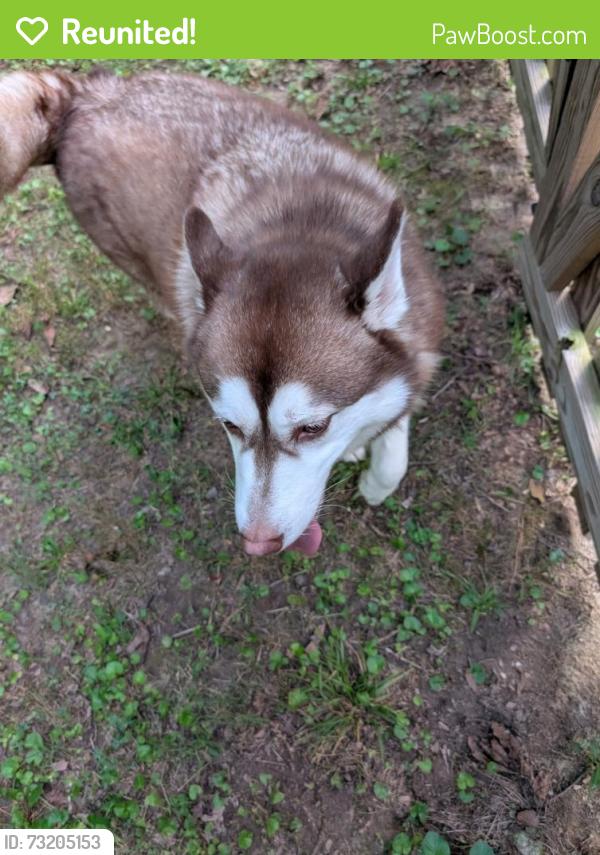 Reunited Unknown Dog last seen Near dancer rd, Richmond, VA 23294