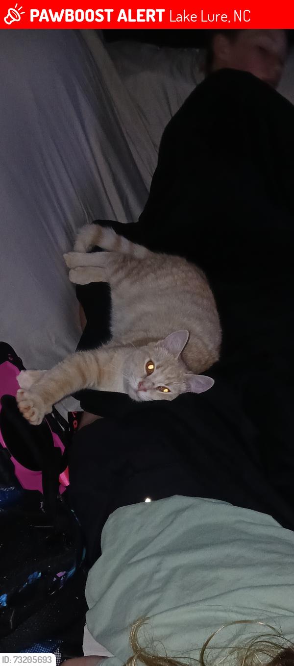 Lost Male Cat last seen A mile from ingles in lake lure nc, Lake Lure, NC 28746