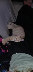 Lost Male Cat last seen A mile from ingles in lake lure nc, Lake Lure, NC 28746