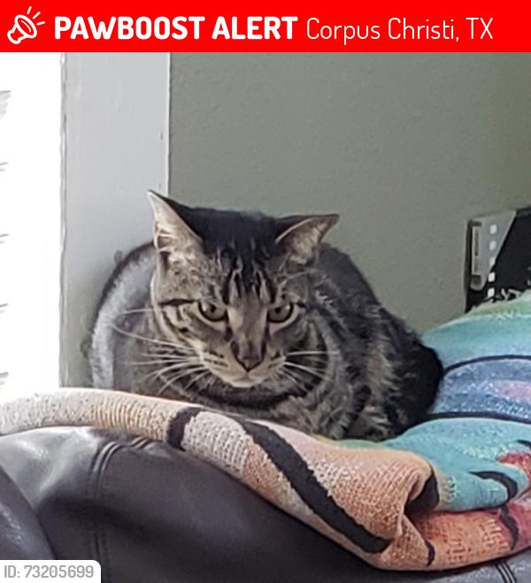 Lost Male Cat last seen Intersection of Red River and Clear Fork, Corpus Christi, TX 78410