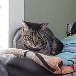 Lost Male Cat last seen Intersection of Red River and Clear Fork, Corpus Christi, TX 78410
