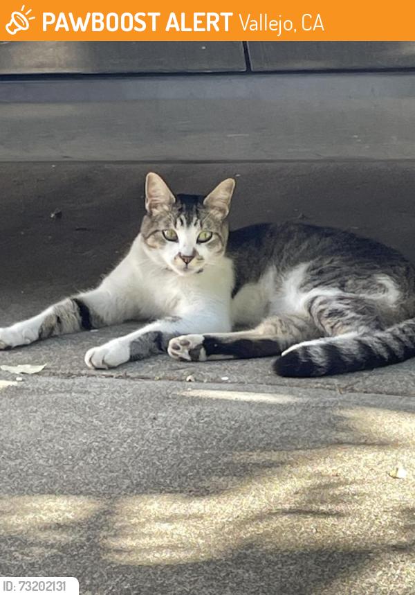 Found/Stray Unknown Cat last seen Corner of Trinity St and Ohio St on St Vincent’s Hill, Vallejo, CA 94590