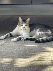 Found/Stray Unknown Cat last seen Corner of Trinity St and Ohio St on St Vincent’s Hill, Vallejo, CA 94590