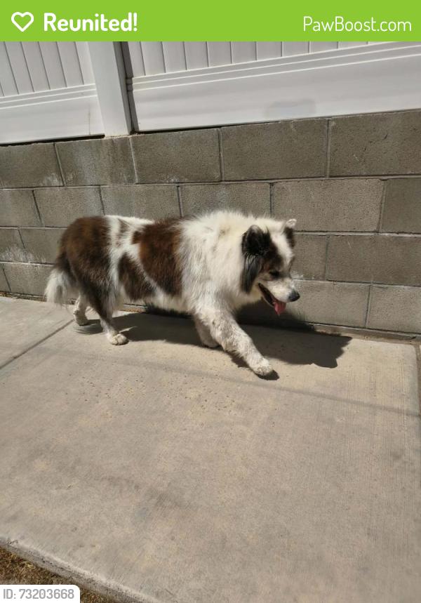 Reunited Unknown Dog last seen Honeysuckle & Plantain, Hesperia, CA 92344