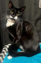 Reunited Male Cat last seen Crystal springs rd & lindsey dr, Fayetteville, NC 28305