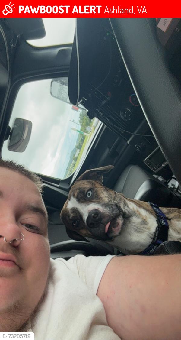 Lost Male Dog last seen I-95 near camping world, Ashland, VA 23005