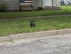 Found/Stray Unknown Rabbit last seen Near Harriet Street, Winona, MN 55987