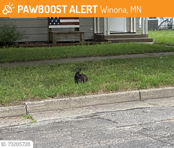 Found/Stray Unknown Rabbit last seen Near Harriet Street, Winona, MN 55987
