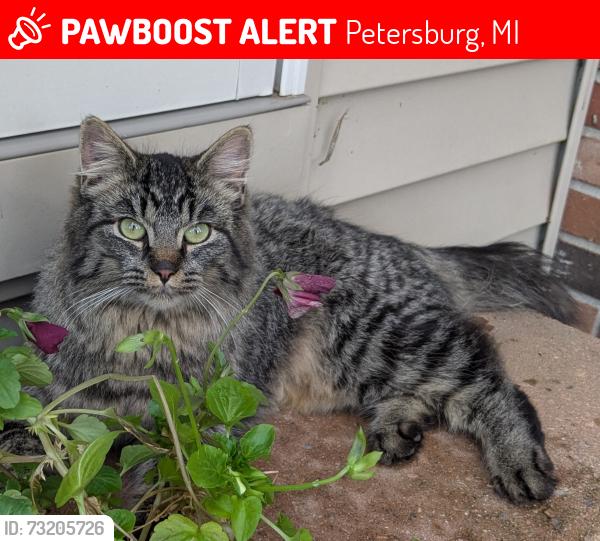 Lost Female Cat last seen Ida Center Road West of Sylvania-Petersburg, Petersburg, MI 49270