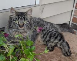 Lost Female Cat last seen Ida Center Road West of Sylvania-Petersburg, Petersburg, MI 49270