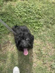 Reunited Female Dog last seen Front street and orchard lans, Midland, TX 79701