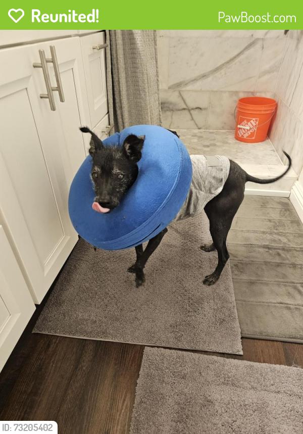Reunited Male Dog last seen paul.jones ave and Brandywine st, San Diego, CA 92117