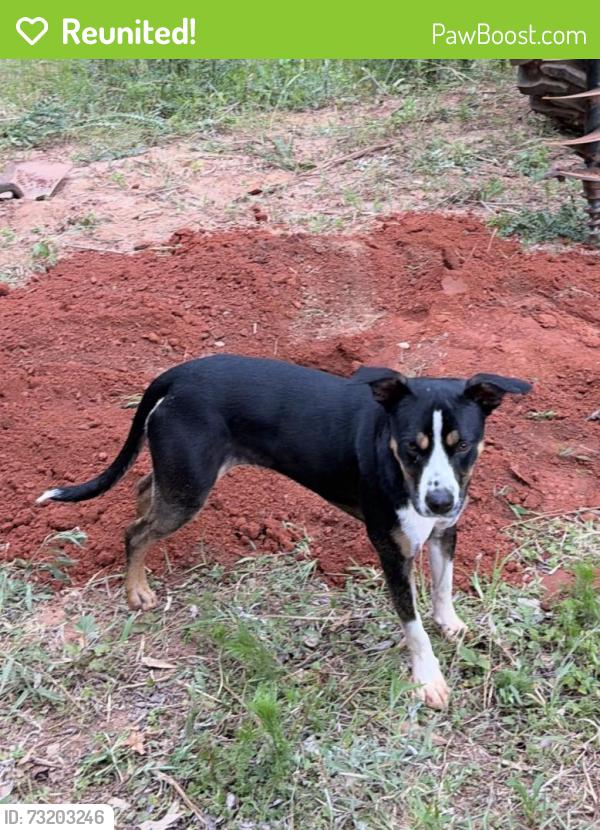 Reunited Female Dog last seen Cathey Rd., Anderson, SC 29621