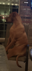 Reunited Female Dog last seen Near Otoe st Farmington, Farmington, AR 72730